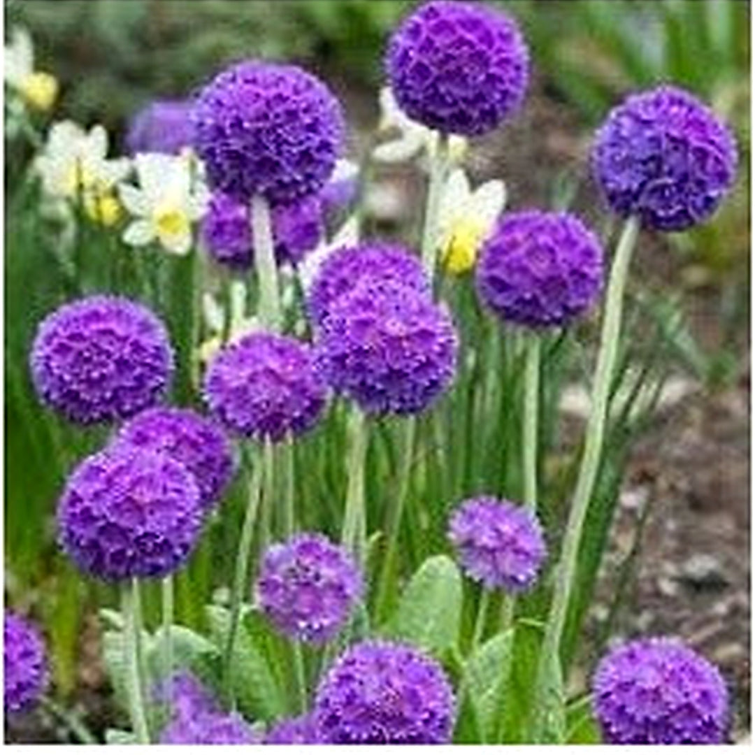 Heirloom Non Gmo Denticulata Flower For Planting Early Spring Blooms Flower Seeds for Home Garden [neera-v5-32b0ae6e797ae9a34a32]