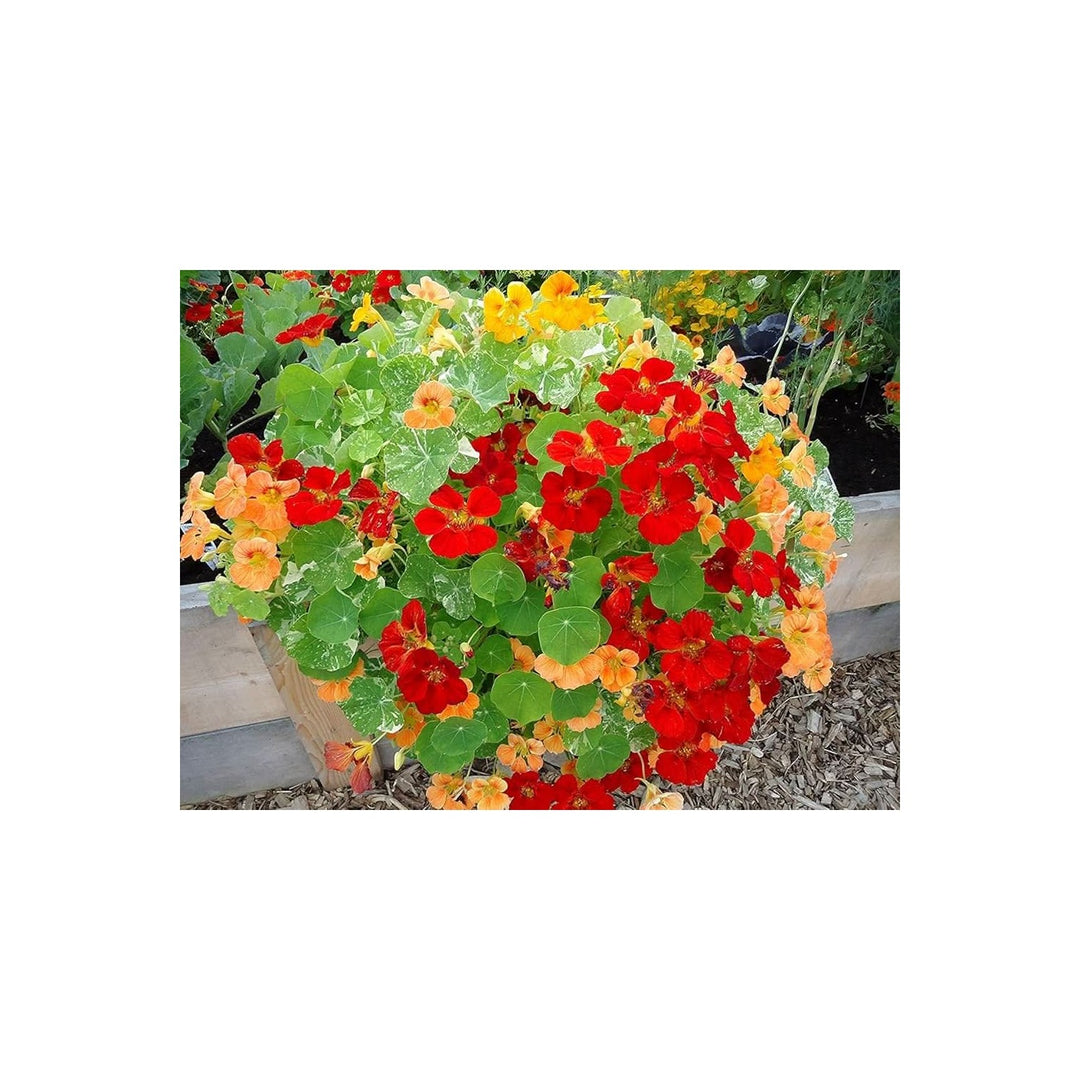 Alaska Mix Nasturtium Tropaeolum Majus Flower For Balcony Garden And Planting Flower Seeds for Home [neera-v5-32b18c5383f99c4c95c3]