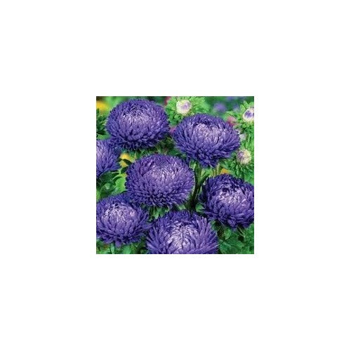 Organic Dark Blue China Aster Flower Seeds for Planting | Heirloom, Non-GMO, High Germination [neera-v5-32b2e2d5054712e4bd01]