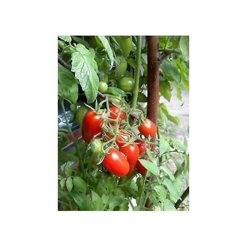 Red Juliet Tomato Vegetable Seeds for Planting [neera-v5-32b82114ade55696d366]