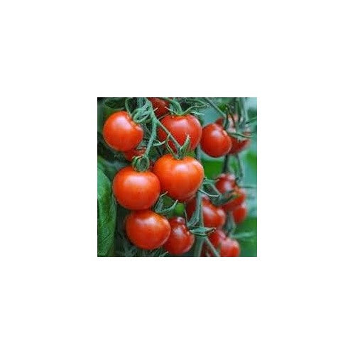 Heirloom Bucks County Tomato Vegetable Seeds for Planting [neera-v5-32d8db16000e5da9f22c]