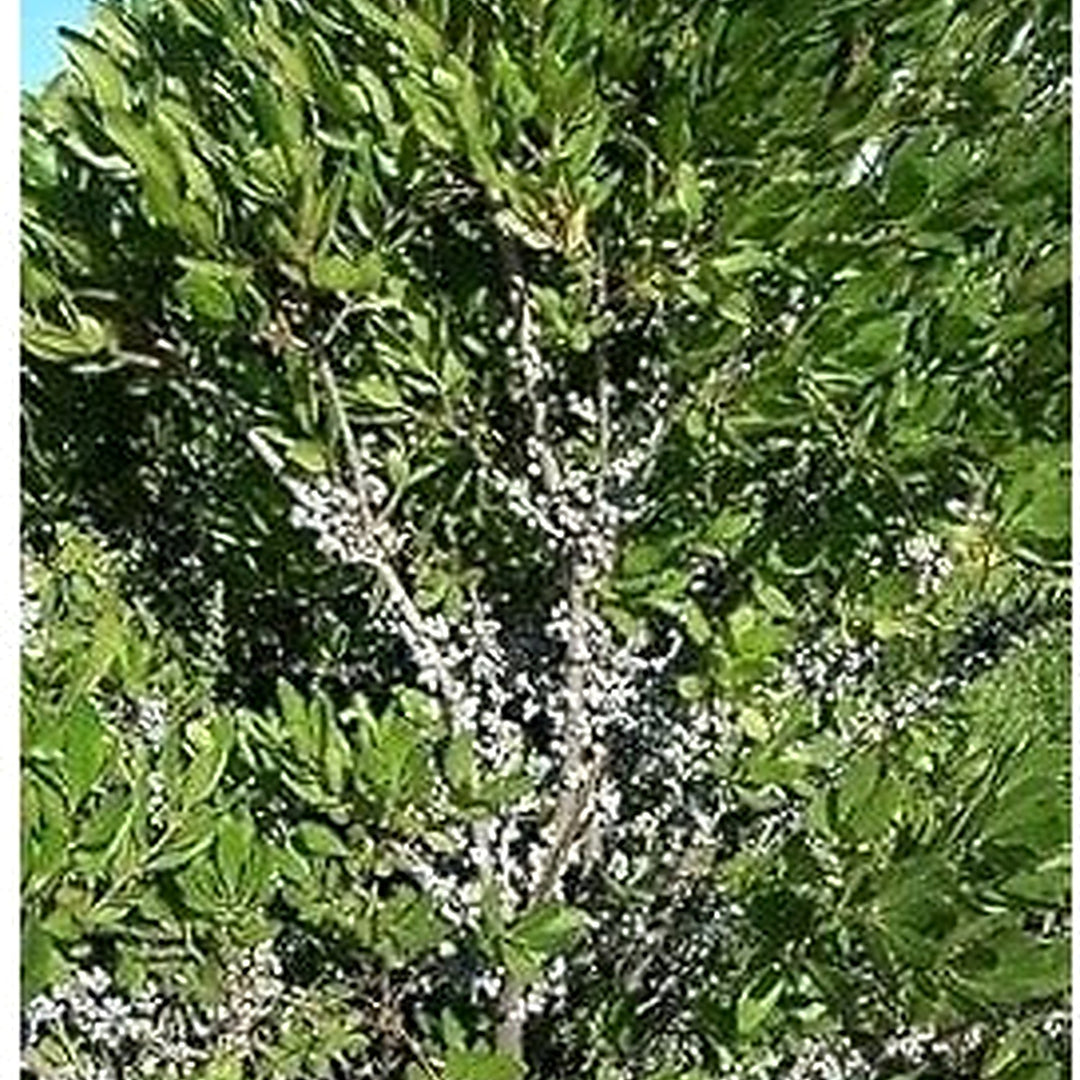 Green Wax Myrtle Plant Seeds for Planting | Heirloom & Non-GMO Organic Garden Seeds | High Germination [neera-v5-32dd4cc0e761e42076fb]