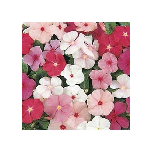 Mixed Vinca Flower Seeds for Planting [neera-v5-32de0cda042f3e2e4bb1]