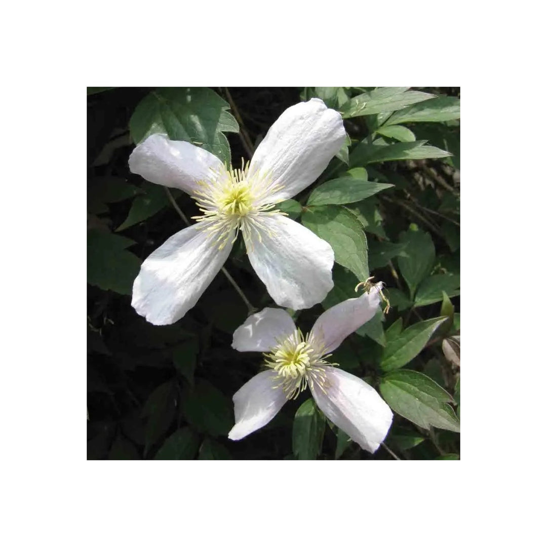 White Clematis Flower For Planting Non Gmo Flower Seeds for Home Garden Planting, Colorful Organic [neera-v5-32e474e2d2efec93cfe7]