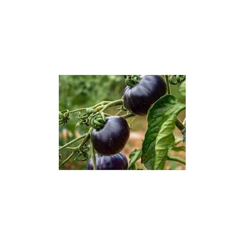 Heirloom Black Tomato Vegetable Seeds for Planting [neera-v5-32ef34554f45a3eb0ec3]
