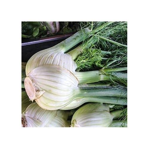 White Fennel Vegetable Seeds for Planting [neera-v5-32f1bba6722665b5bfa7]