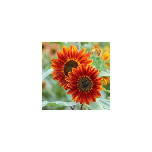 Orange Mini Sunflower Seeds for Planting [neera-v5-32f4a2956c3417f323c6]