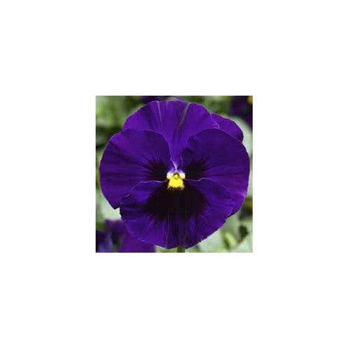 Dark Violet Pansy Flower Seeds for Planting [neera-v5-32f97a16ea9a995e3a68]