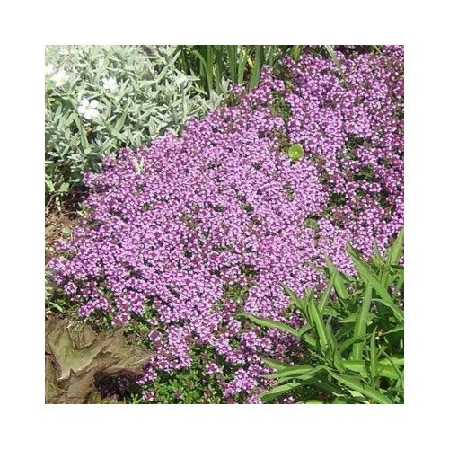 Dwarf Creeping Thyme Thymus Serpyllum Ground Cover Seeds for Planting Heirloom Non-GMO High Germination Organic Garden Seeds Ideal Lawn Path Cover [neera-v5-32fe2aa9a92f278b84cb]