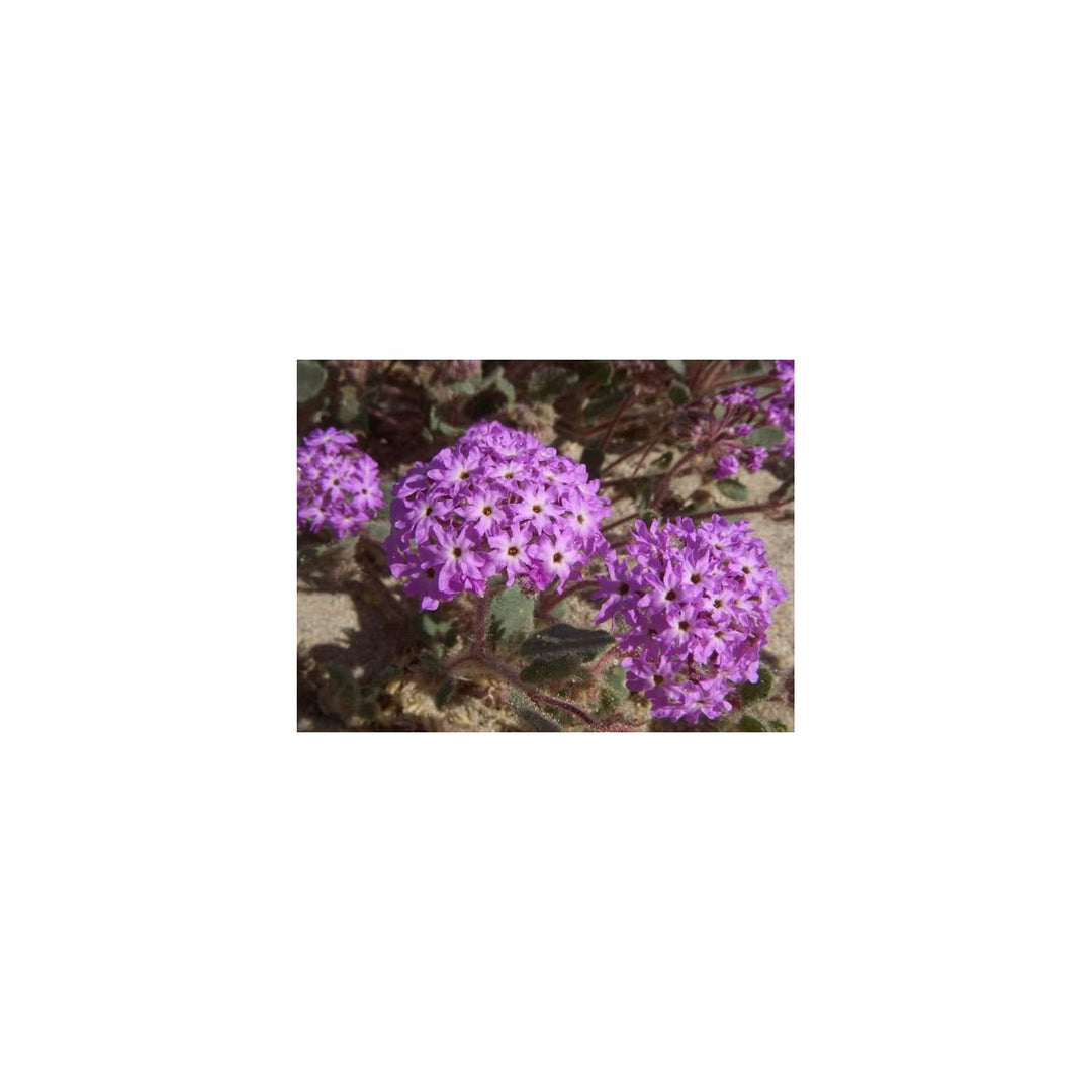 Heirloom Non Gmo Verbena Chokecherry Flower For Planting Colorful Hardy Garden Blooms Flower Seeds [neera-v5-3306d5d537c6ba5547d0]