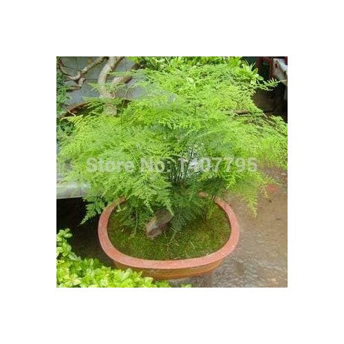 Green Asparagus Seeds for Planting | Heirloom, Non-GMO, High Germination, Organic Garden Seeds [neera-v5-3306fc353984ae90fd58]