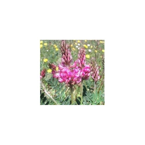Heirloom Non Gmo Shoshone Plant For Planting Native Ornamental Blooms For Wildflower Gardens Flower [neera-v5-3310ec251a8d4c367970]