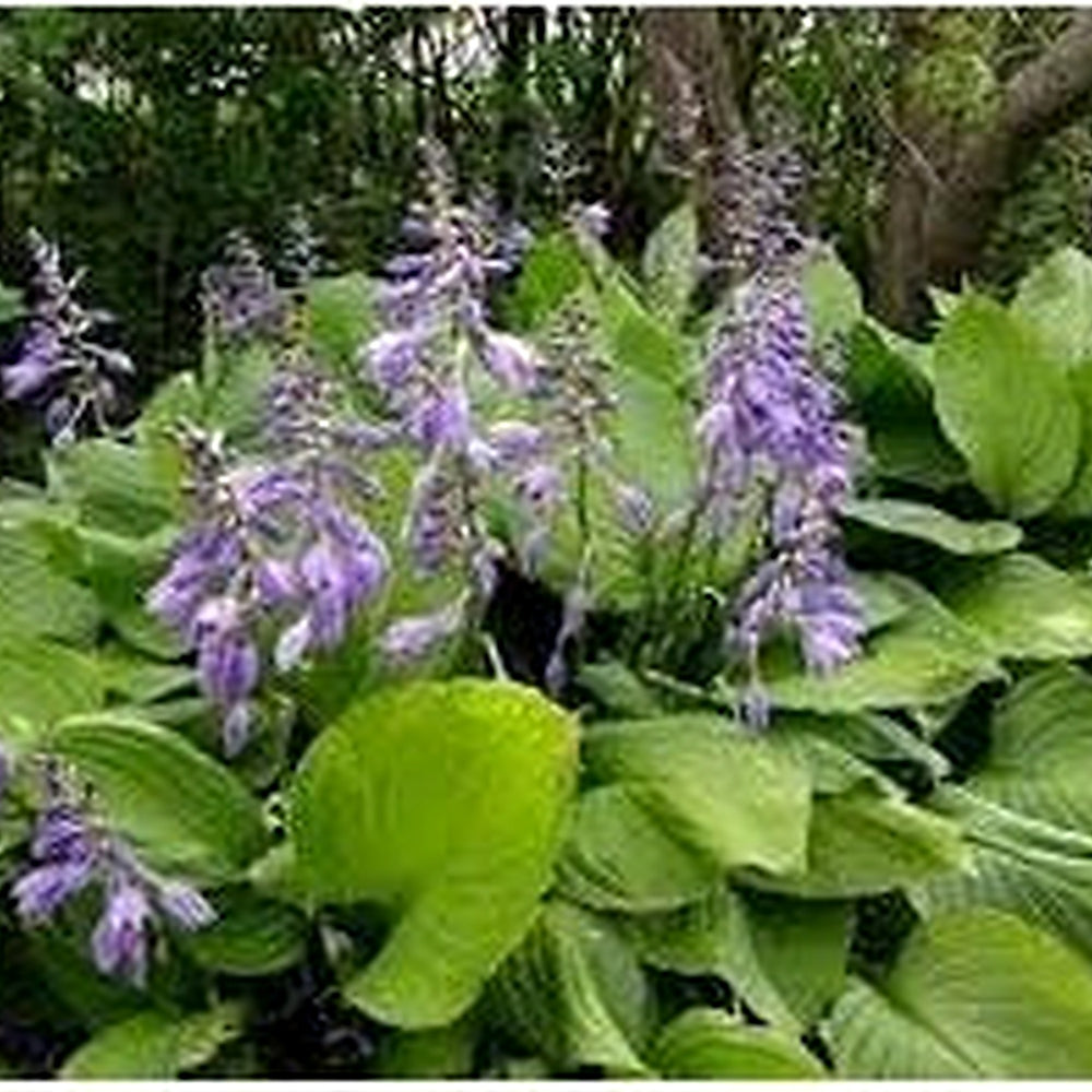 Ventricosa Hosta Flower Seeds [neera-v5-33143157aa7b0cb73d1a]