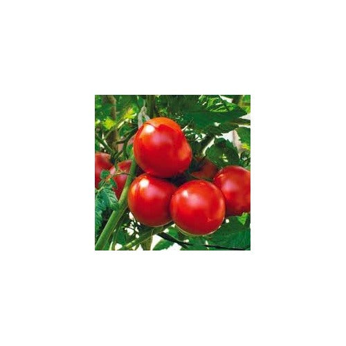 Tomato Vegetable Seeds for Planting [neera-v5-33179e95742c4c2b9101]