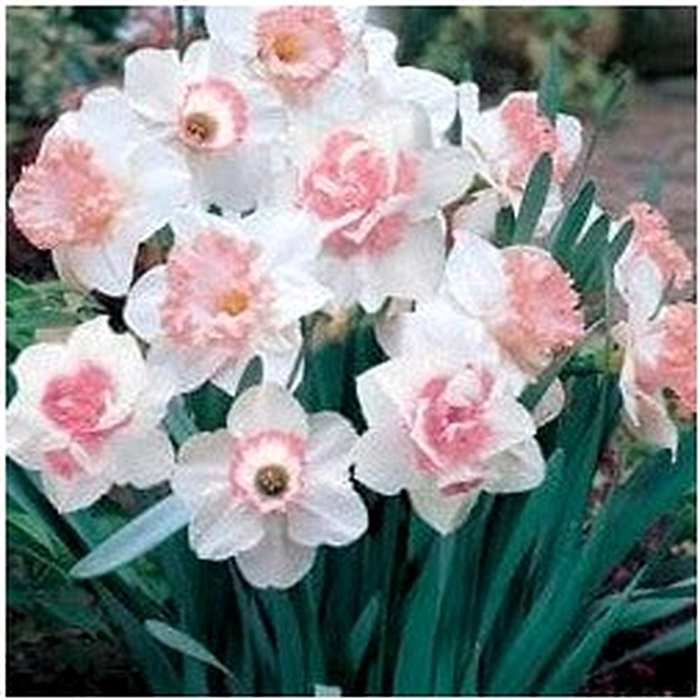 Pale Pink Narcissus Seeds for Planting [neera-v5-331c6e2089a6b56b22cd]