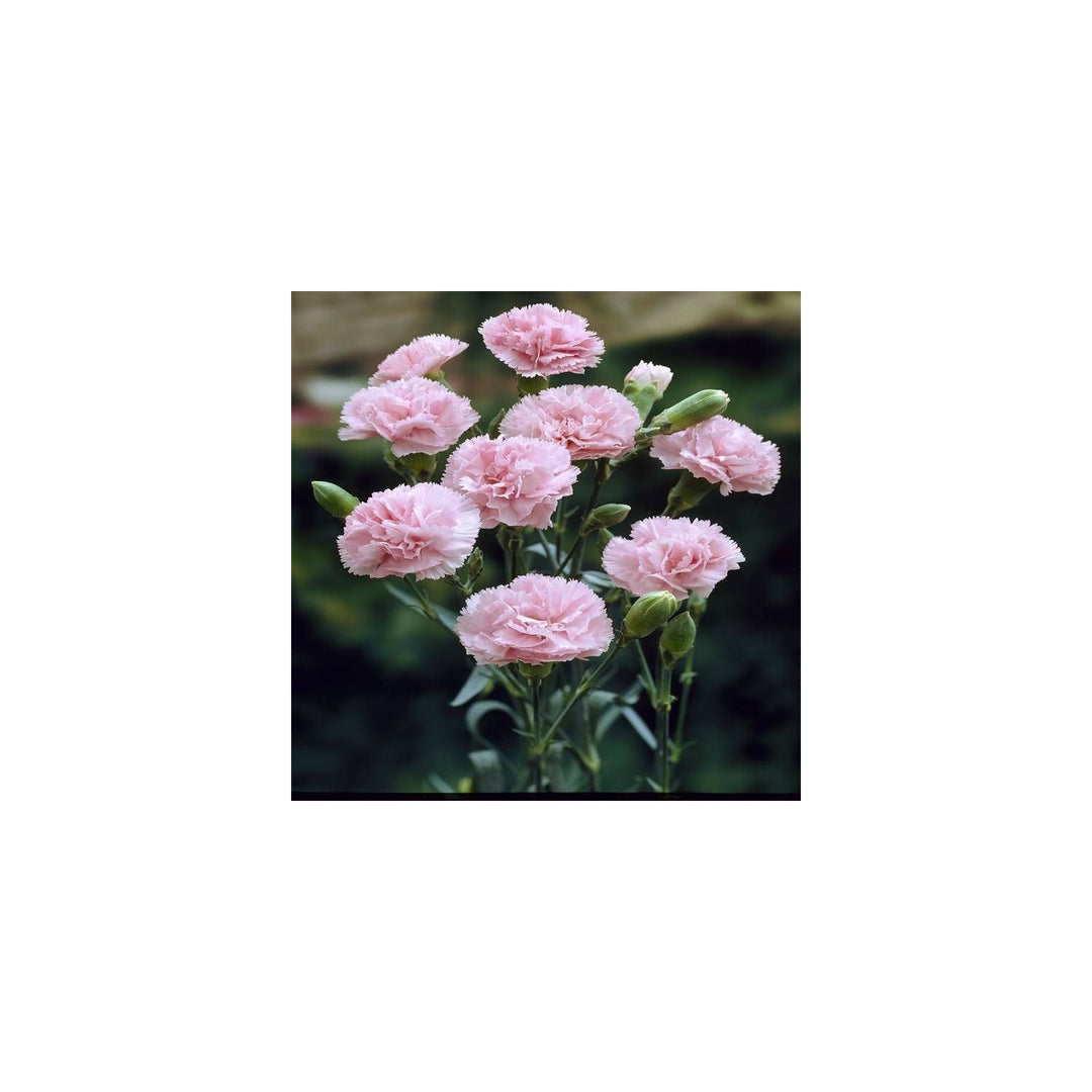 Pink Heirloom Non Gmo Baby Dianthus Flower Garden Planting Fragrant Cottage Blooms Flower Seeds [neera-v5-332294aa0ed208b22ad0]