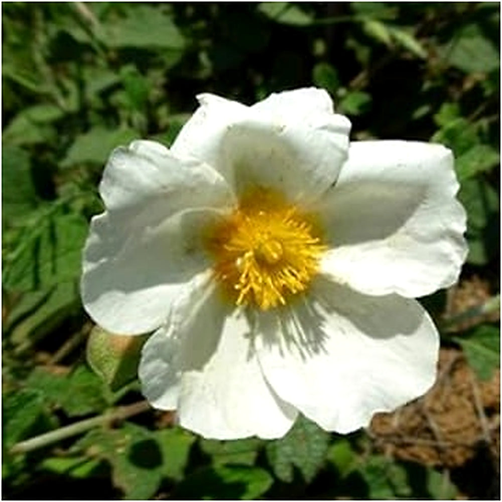 Heirloom Creticus Flower Seeds, Non-GMO Hardy Mediterranean Blooms for Drought-Tolerant Garden Planting [neera-v5-3325ff03a40c4bfacdb2]