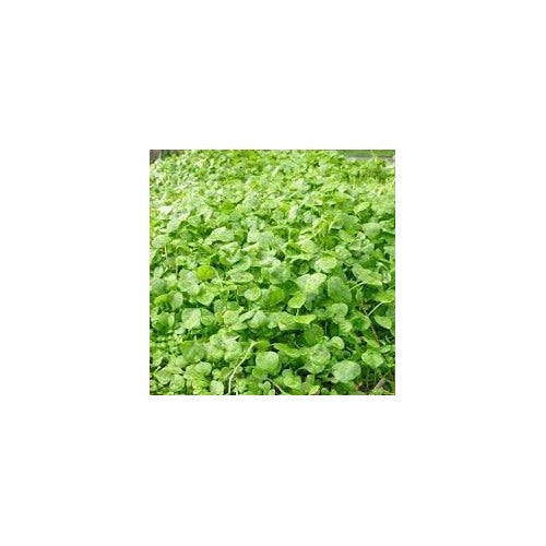 Lettuce Seeds for Home Garden [neera-v5-3326fb56009dfcf951c3]