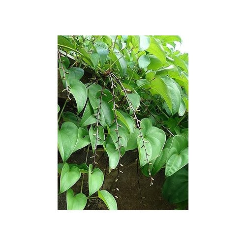 Heirloom Dioscorea Potato Vegetable Seeds for Planting [neera-v5-33377555af90185cee93]