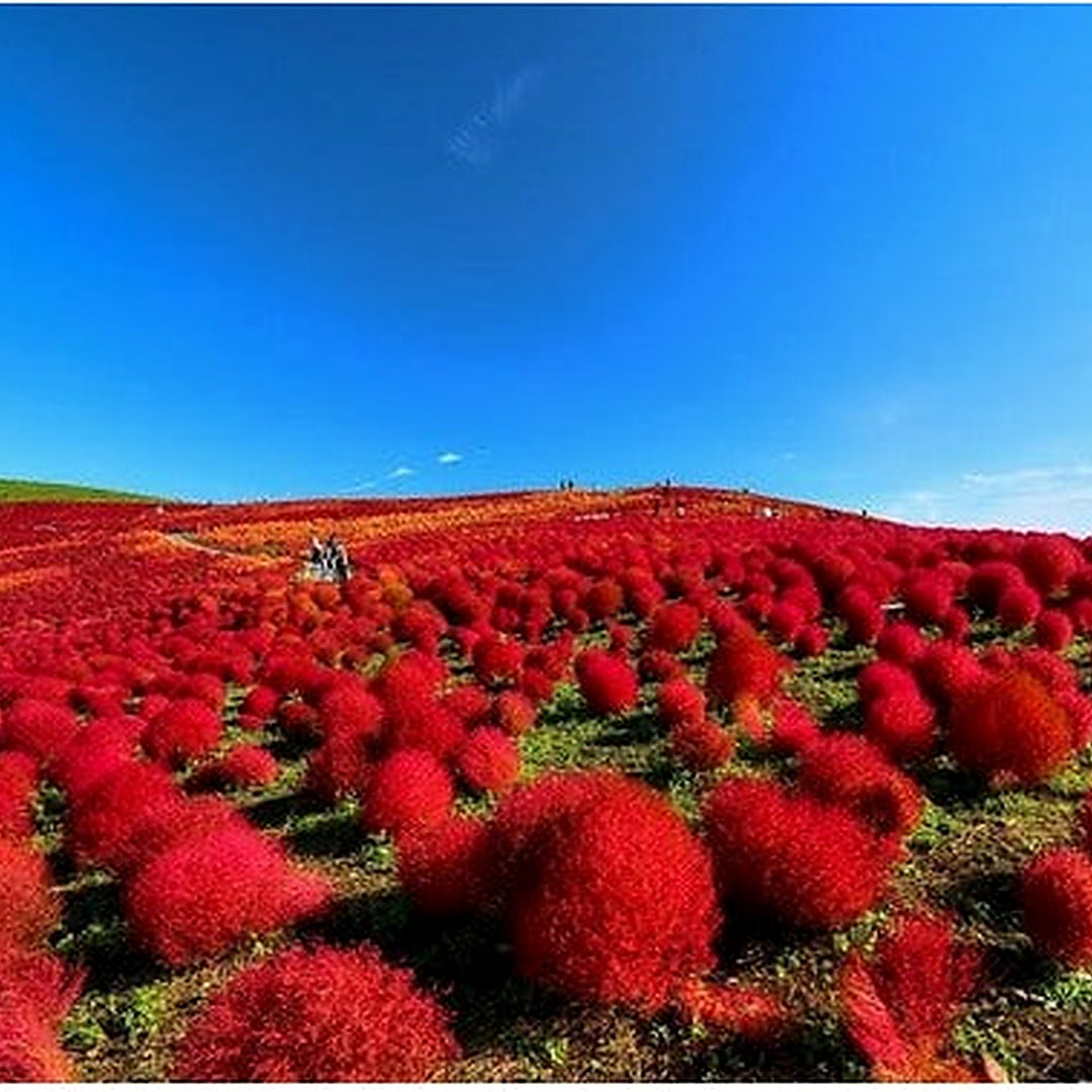 Red Burning Bush Flower Seeds for Planting, Fresh, [neera-v5-3342936148ac45e4c2d3]