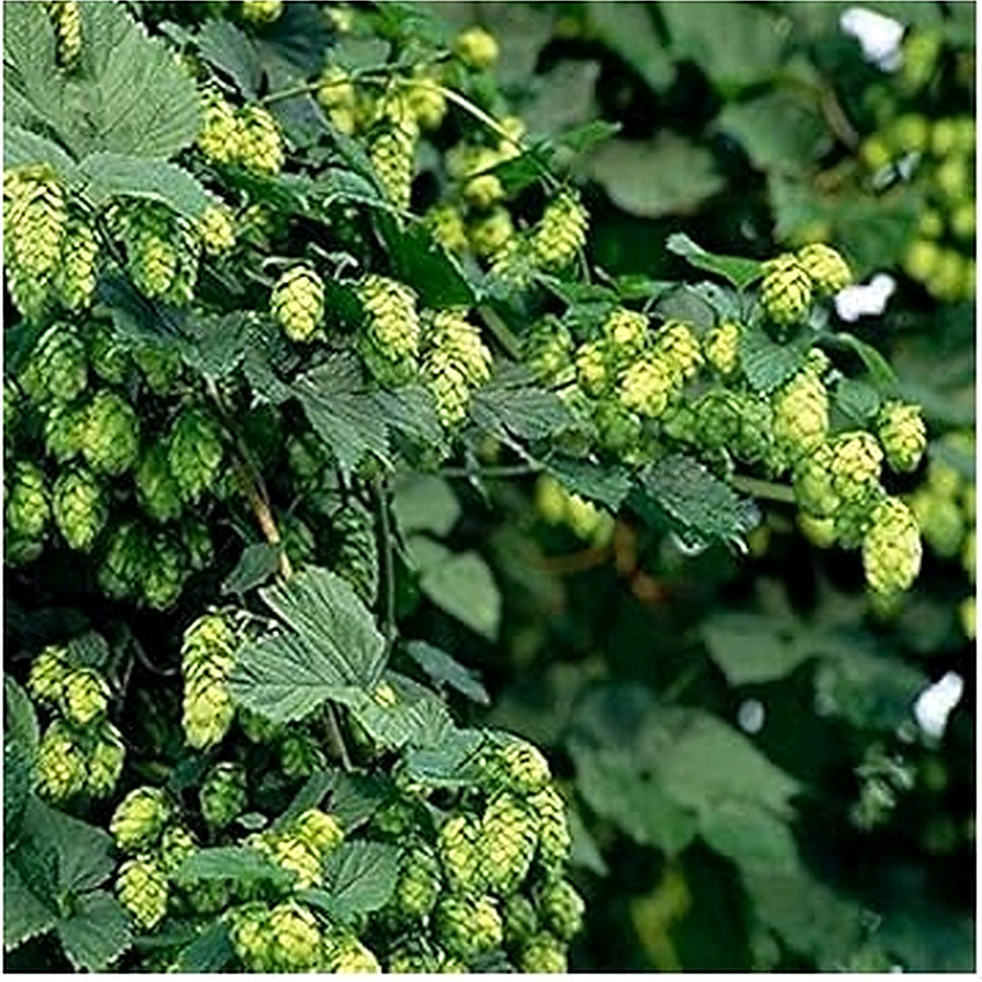 Heirloom Non-GMO Pale Green Humulus Lupulus Plant Seeds [neera-v5-334a1a094e17093056e0]