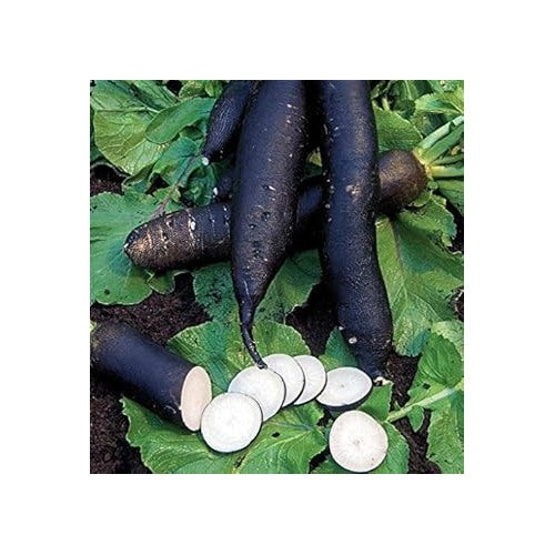 Heirloom Non-GMO Black Radish Seeds for Planting [neera-v5-3354d5b5a903d4bb2c07]