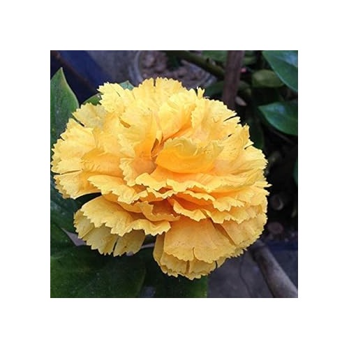 Yellow Dianthus Flower For Planting Flower Seeds for Home Garden Planting, Blooming Organic [neera-v5-335748977e0ac41cefd5]