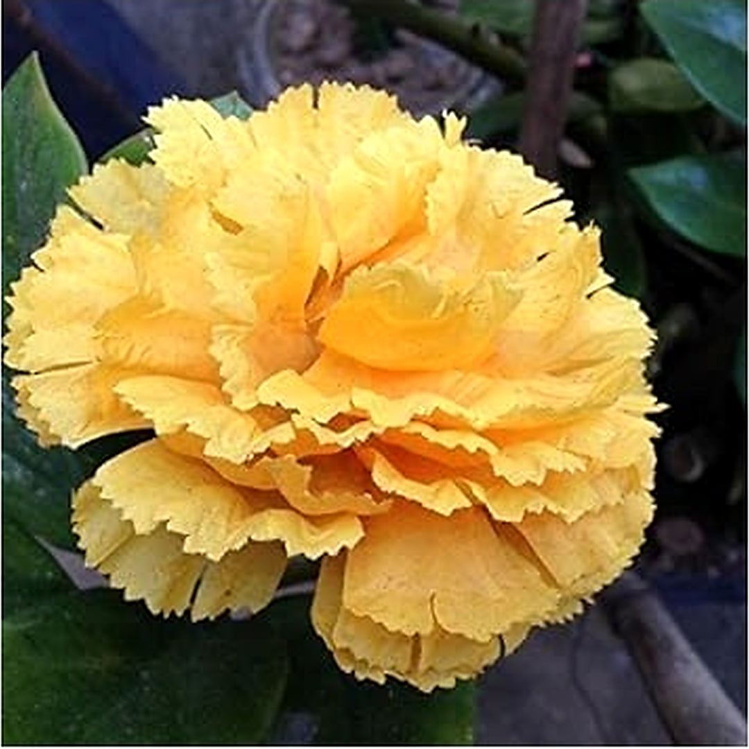 Yellow Dianthus Flower For Planting Flower Seeds for Home Garden Planting, Blooming Organic [neera-v5-335748977e0ac41cefd5]