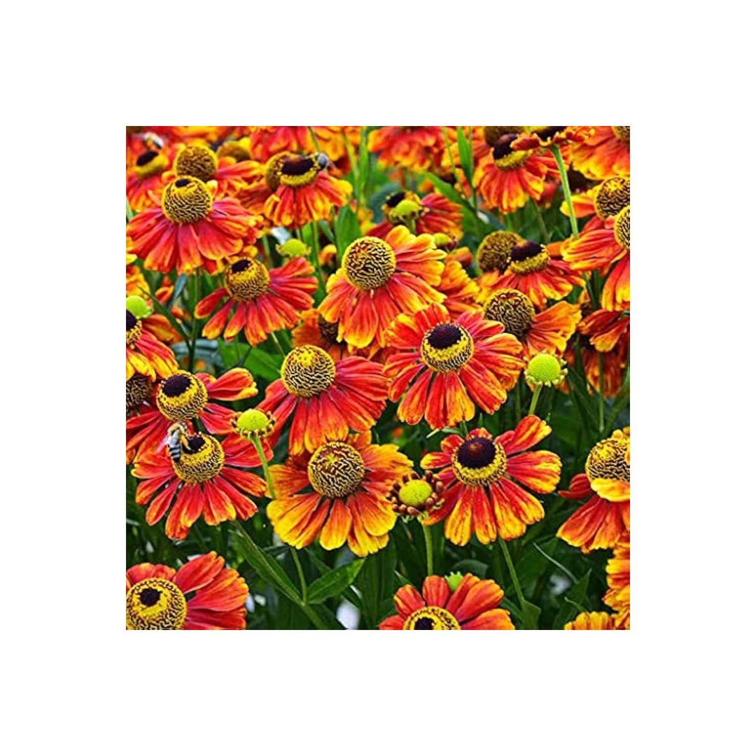 Sneezeweed Helenium Autumnale Flower For Planting In Home Garden Wildflower Beds Flower Seeds [neera-v5-335c436dccbe748509cb]