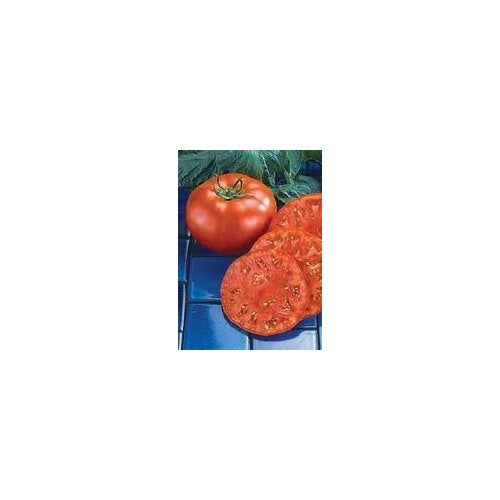 Red Tomato Beefmaster Vegetable Seeds for Planting [neera-v5-33609665ed79971e1c57]