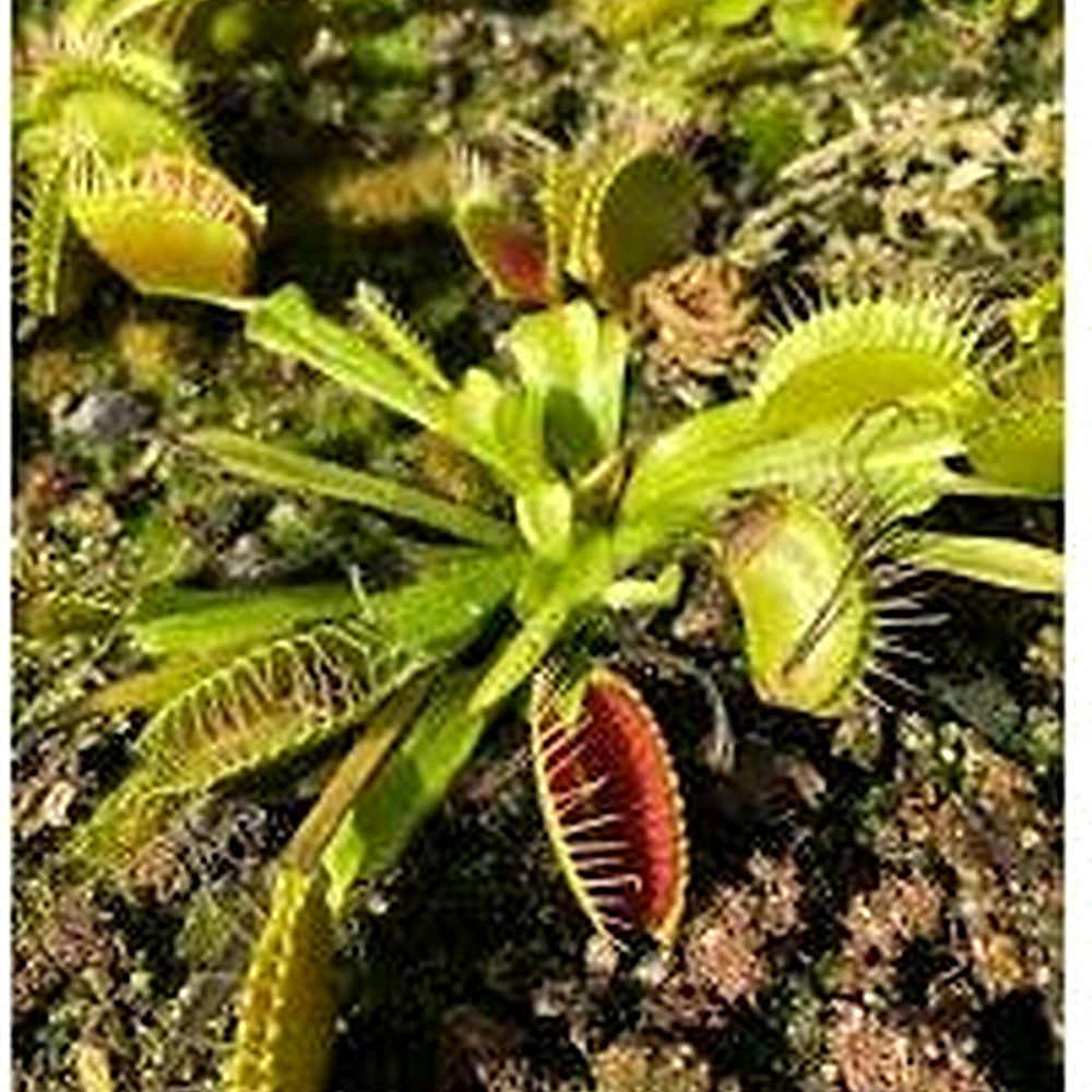 Green Sundew Plant Seeds for Planting [neera-v5-3368c316fe03cd26d943]