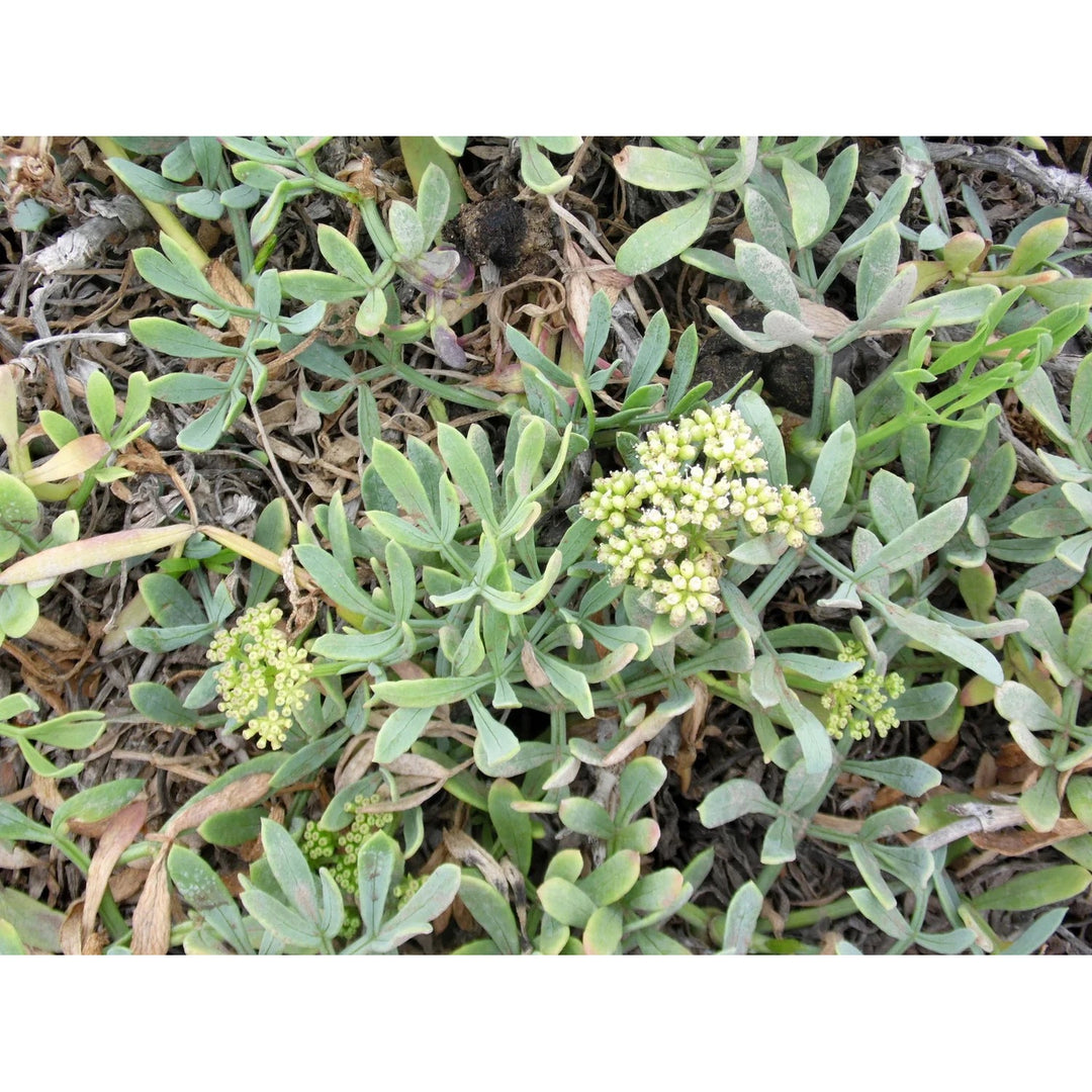 CRITHMUM MARITIMUM Seeds (Rock Samphire Seeds) [neera-v5-3369f5cdbbb462d4e63c]