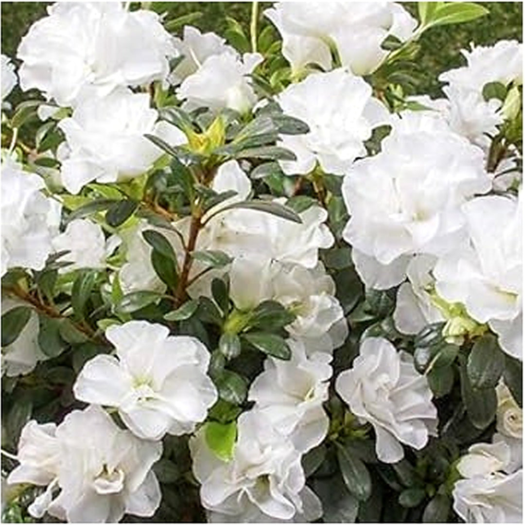 Flat White Azalea Seeds for Planting [neera-v5-338898538308e33aeaf1]