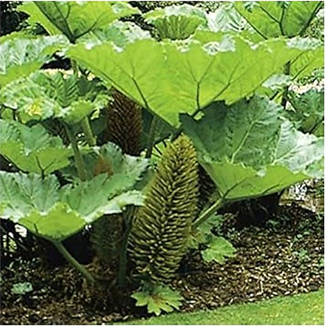 Giant Gunnera Manicata Plant Seeds for Planting [neera-v5-3394931cd3c845dc58b9]