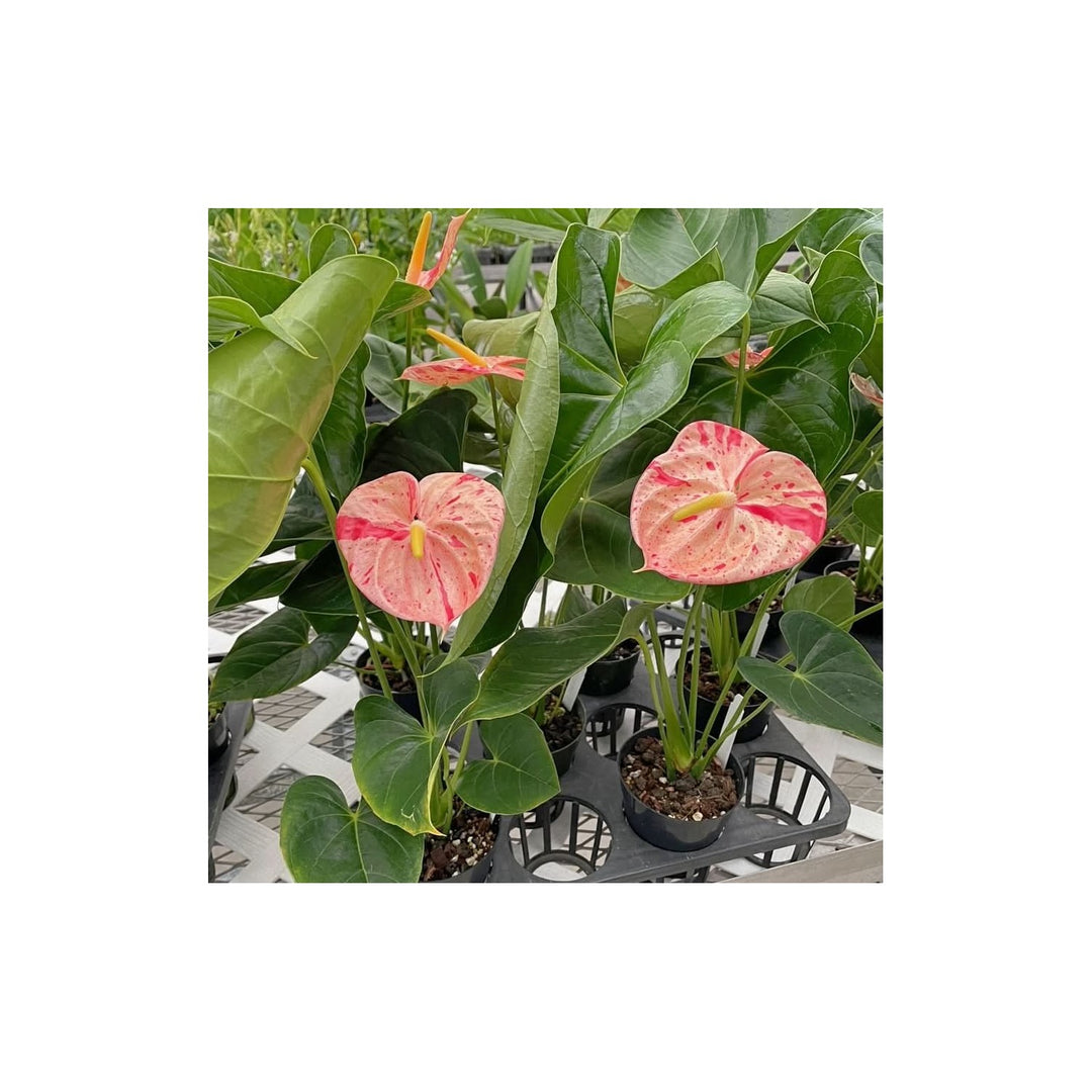 Heirloom Non Gmo Anthurium Bonsai Flower For Planting Exotic Miniature Indoor Blooms Flower Seeds [neera-v5-3396a062e239279f8fe8]
