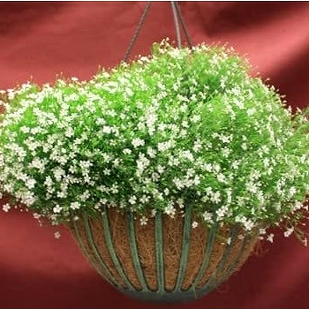 Heirloom Green Gypsophila Flower Seeds, Non-GMO Delicate Blooms for Planting [neera-v5-339ae4ceb7975c4ad0ac]