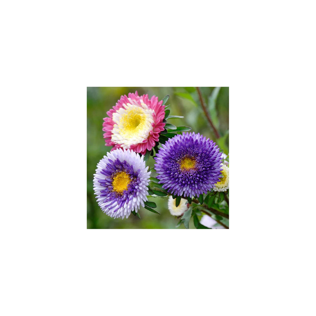 Aster Rainbow Chrysanthemum Perennial Flower For Garden Flower Seeds for Home Garden Planting, [neera-v5-33a085aa8cd7136c93a9]