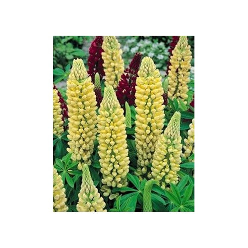 Heirloom Non-GMO Light Yellow Lupine Flower Seeds for Garden Planting | High Germination Organic Garden Seeds [neera-v5-33a2aa2a9b743338b74d]
