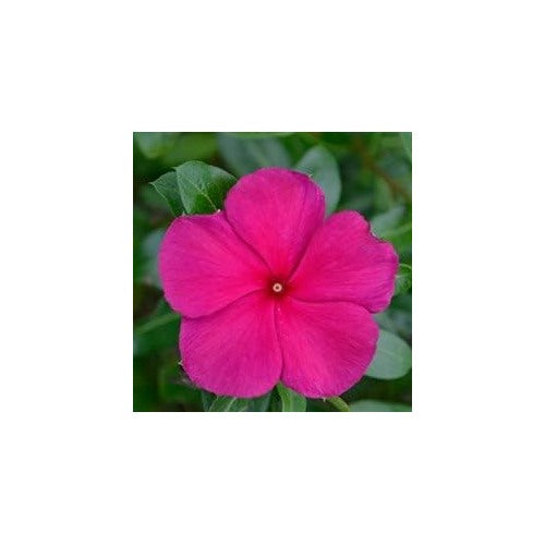 Heirloom Non-GMO Vinca Flower Seeds for Planting [neera-v5-33aad42ca074d1b8149d]