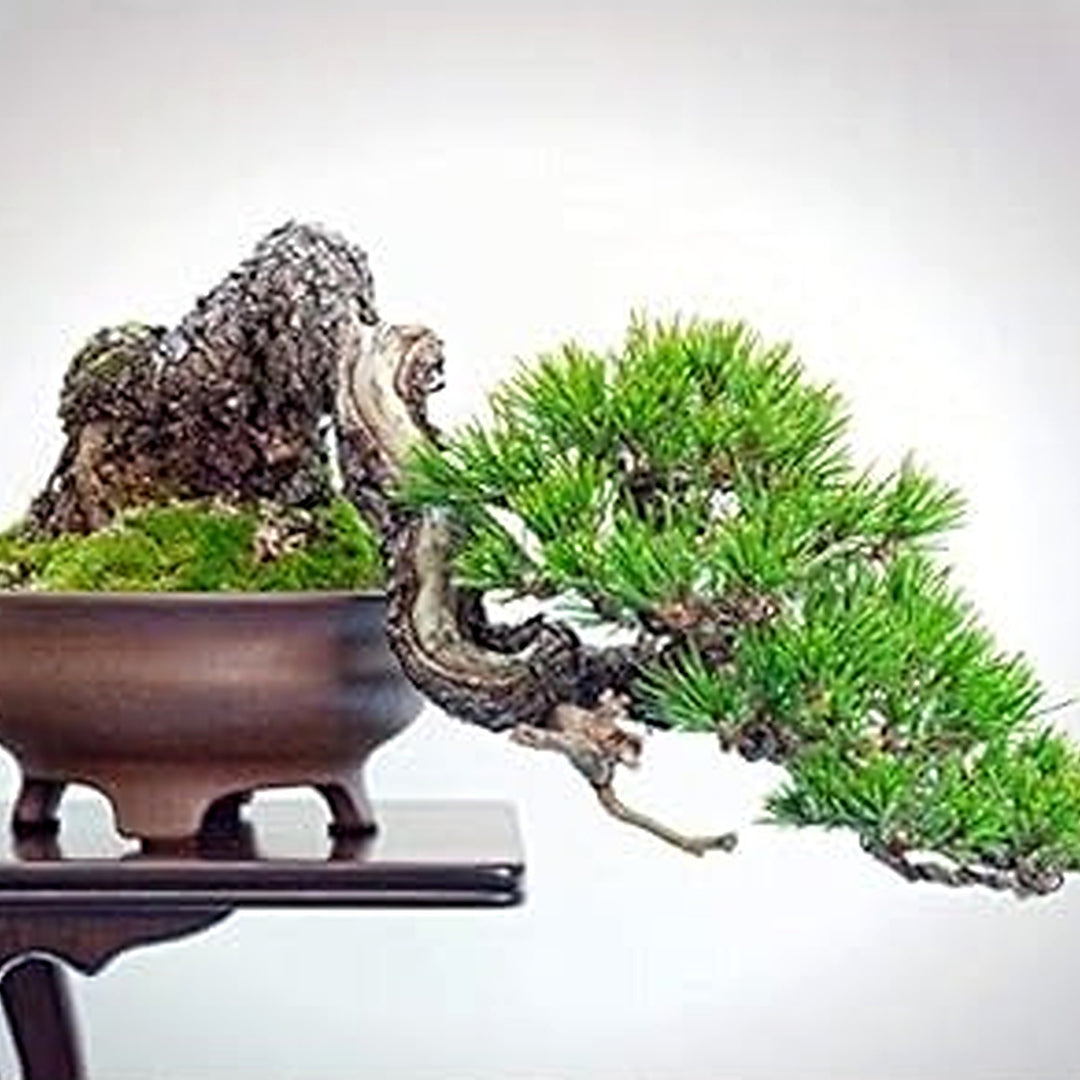 Green Kuromatsu Plant Seeds for Planting [neera-v5-33b51e083187b59d87e7]