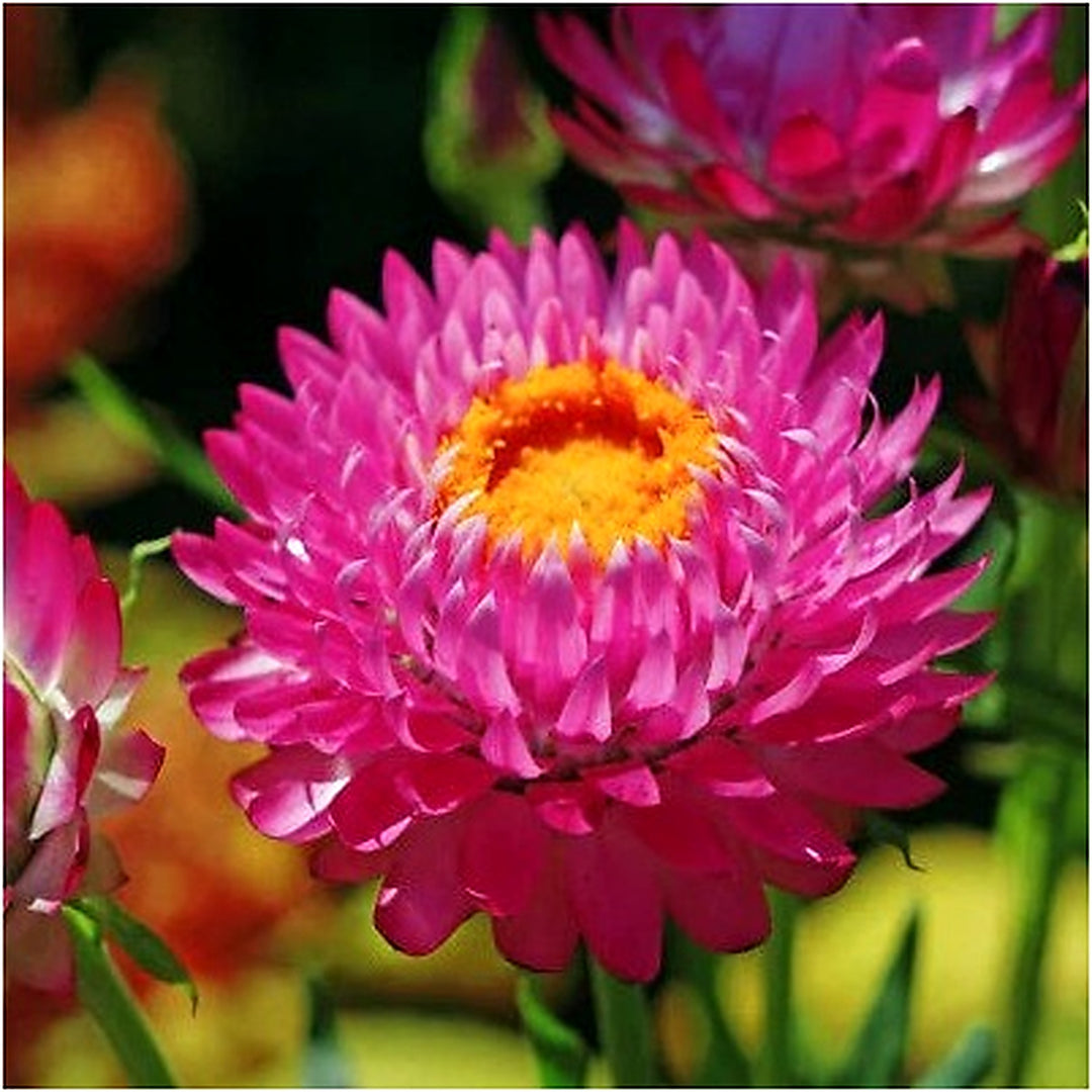 Purple Red Strawflower Planting Non Gmo Heirloom Flower Seeds Home Garden Planting, [neera-v5-33b619bb5fa2e6874a59]
