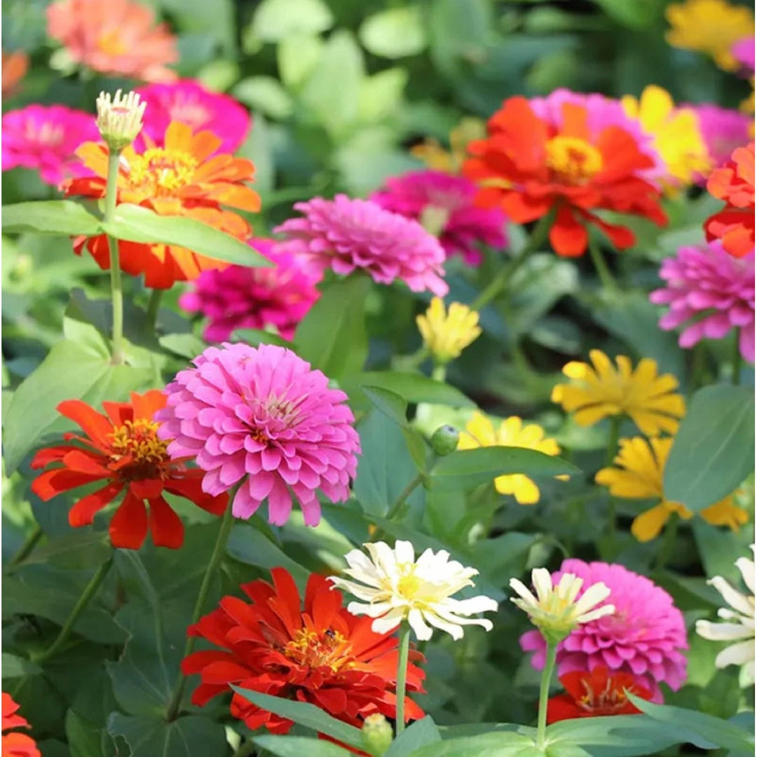 Zinnia Elegans Flower Planting Mixed Colors Non Gmo Heirloom Variety Flower Seeds Home [neera-v5-33bced025e8568a6bec8]