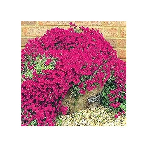 Heirloom Non-GMO Dark Pink Rock Cress Flower Seeds for Planting [neera-v5-33bdb523de758354b819]