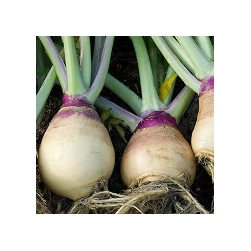 Purple Rutabaga Vegetable Seeds for Planting [neera-v5-33bf3316465f2c3a017c]