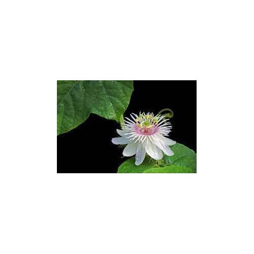 Passion Flower Seeds for Garden [neera-v5-33cd73471da5f6534ab0]