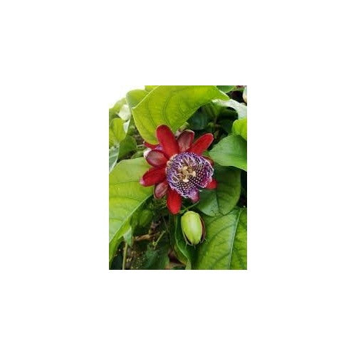 Riesengranadilla Flower Seeds for Planting | Heirloom Non-GMO High Germination Organic Garden Seeds [neera-v5-33d7a72467651ce1911a]