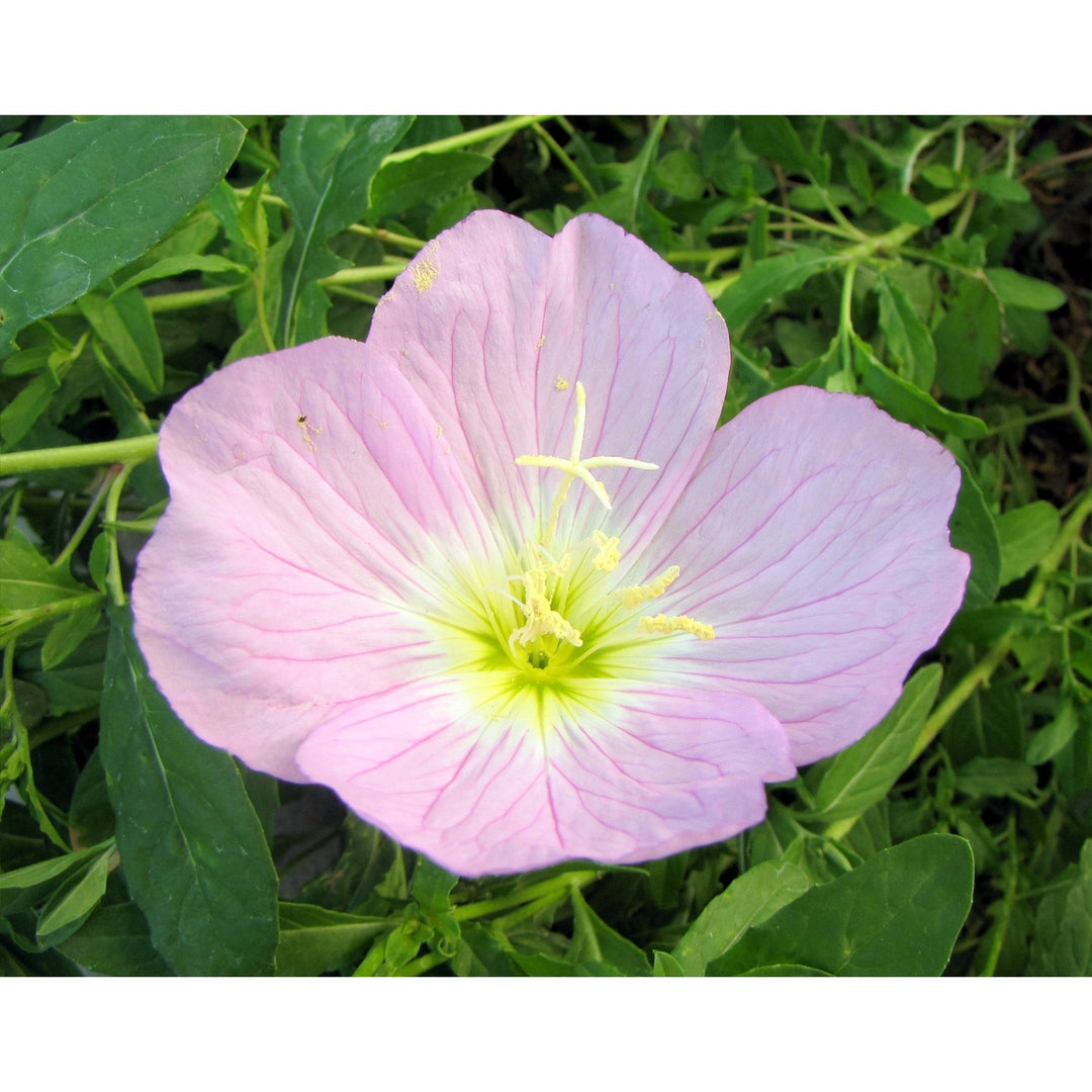 Evening Primrose Oenothera Biennis Flower For Planting In Home Garden Or Wildflower Areas Flower [neera-v5-33dfa8146fb187b7f02d]