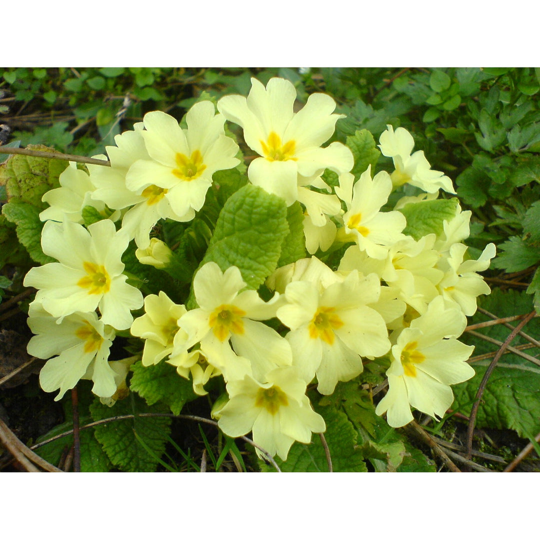 Europe Primrose Primula Vulgaris Flower For Spring Home Garden And Border Planting Flower Seeds for [neera-v5-33ebd64781ba369d0435]