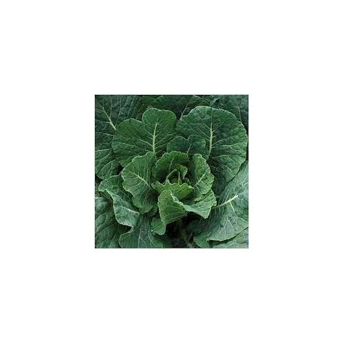 Georgia Collard Greens Seeds [neera-v5-33f24723d3da29f8c903]