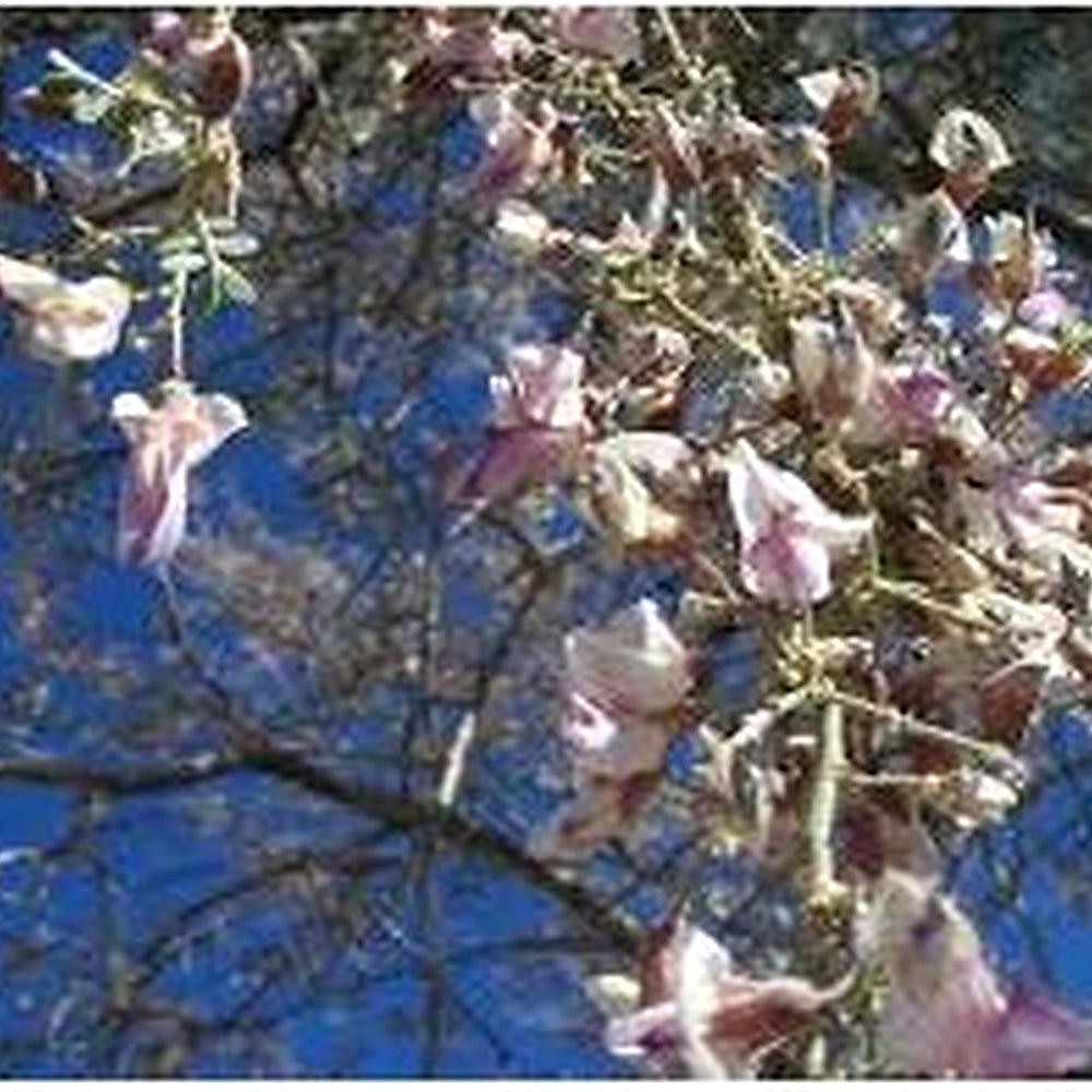 Desert Ironwood Tree Seeds for Planting [neera-v5-33f57f56d61949483ad1]